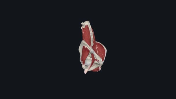 Músculos Pelve Períneo Ânus Levantador Superfície Posterior Corpo Púbis Fáscia — Vídeo de Stock
