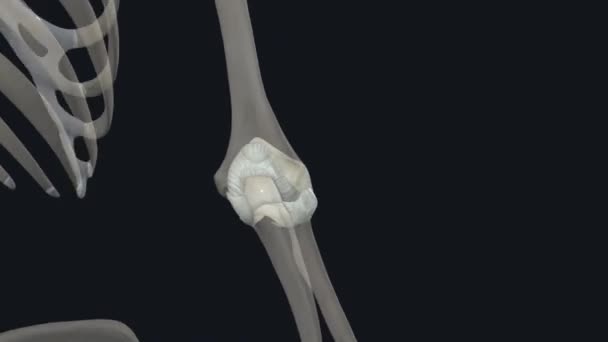 ヒエロルナージョイント ヒューロルナージョイント ヒューロルナージョイント は肘ジョイントの一部です それは2つの骨 ユーモラスおよび潰瘍で構成され 接合部です — ストック動画