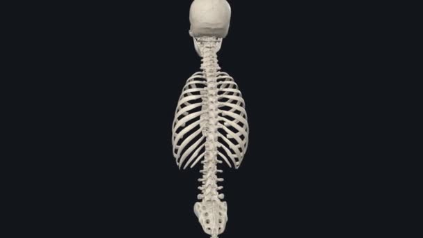 枢椎骨骼是由你身体中心的80块骨头组成的 — 图库视频影像