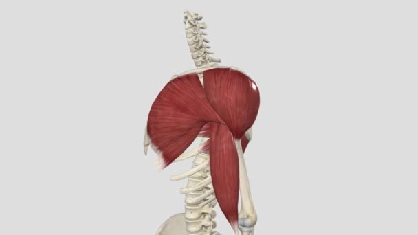 Pectoralis Major Clavicular Head Shoulder Flexion — Stock Video