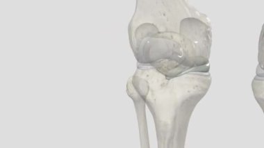 Orta menisküsün temel işlevi diz eklemindeki stresi azaltmaktır. .