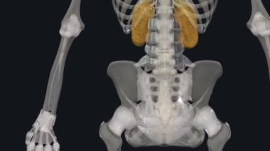 Çapraz bağlar zayıf. Göğüs omurgasında bitişik çapraz bağlar ve bel omurunda bitişik aksesuar işlemler var..