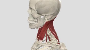 Sternokleidoma - Baş - Servikal Omurga Dönüşü