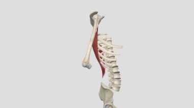 Latissimus dorsi kası, göğüs kafesinin alt kısımlarını kaplayan geniş ve düz bir kasdır.