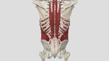 Dış Oblique - Bagaj Lateral Flexion