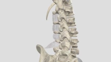 Çapraz bağlar zayıf. Göğüs omurgasında bitişik çapraz bağlar ve bel omurunda bitişik aksesuar işlemler var..