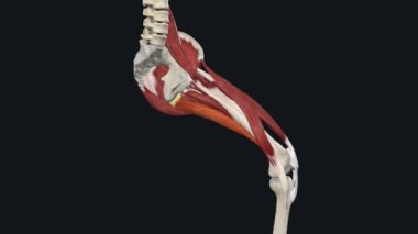 Addüktör Magnus Kas, kalça addüktörlerinden biridir.