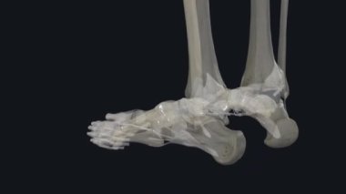 Tendon kılıfları iki katmandan oluşur: sıkı kolajen dokudan yapılmış lifli bir katman ve sinoviyal katman..