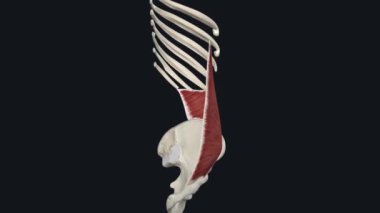 İç Abdominal Oblique Kas