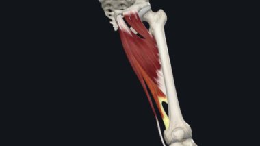 Addüktör Magnus Kas, kalça addüktörlerinden biridir.