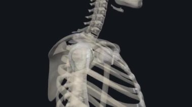 Glenohumeral eklem, kürek kemiği ile proksimal humerus arasında karmaşık, dinamik ve eklem eklemi içeren bir top ve soket eklemidir.