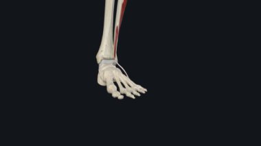 Fibularis Longus - Foot Eversion