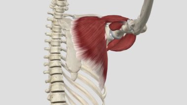 Pectoralis Major -Omuz Enine Addüksiyon