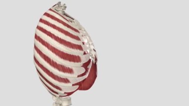 Göğüs kafesinin kasları hem diyaframı hem de göğüs kafesinin kaslarını içerir.