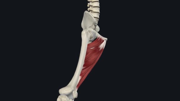 ペクチヌス筋肉はヒップアダプターです の高さの5つの大きな筋肉のグループの1つです — ストック動画