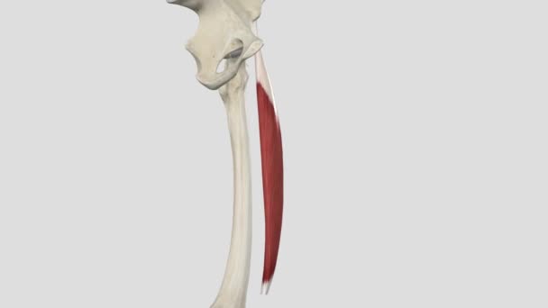 股骨直肠呈梭状 表面纤维为双绞状 — 图库视频影像