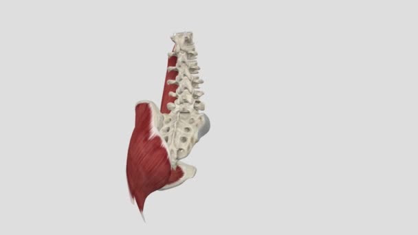 下肢肌肉 — 图库视频影像