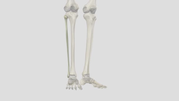 Fibula Slender Cylindrical Leg Bone Located Posterior Portion Limb — Stock Video