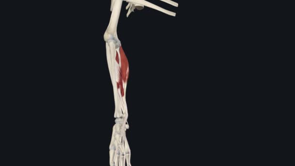 柔韧的腕关节 腕关节弹性 — 图库视频影像