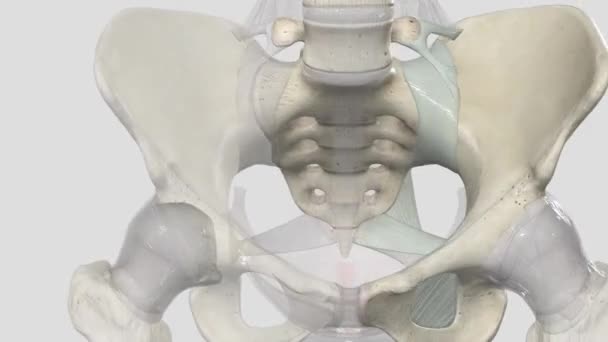 Der Beckengürtel Ist Eine Ringförmige Knöcherne Struktur Die Sich Unteren — Stockvideo