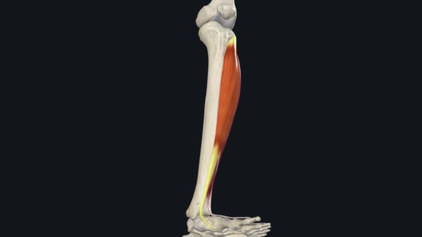 Tibialis Anterior Foot Dorsiflexion — стоковое видео