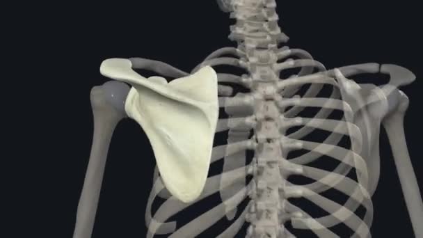 スカプラは平らな三角形の骨 肩の刃として必要不可欠 — ストック動画