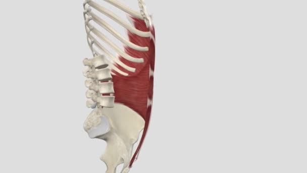 Abdominal Muscles Have Many Important Functions Holding Organs Place Supporting — Stock Video