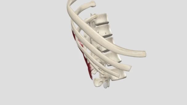 Serratus Músculo Inferior Posterior — Vídeo de Stock
