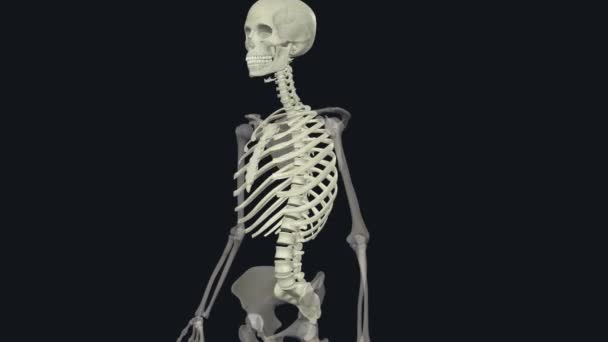 Axiaal Skelet Bestaat Uit Botten Centrale Kern Van Lichaam — Stockvideo