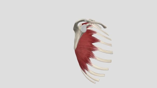 Der Serratus Anterior Muskel Ist Ein Fächerförmiger Muskel Der Seitenwand — Stockvideo