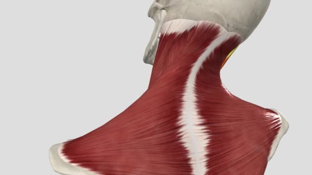 Sternocleidoma Tête Cervica Coloration Latérale Colonne Vertébrale — Video