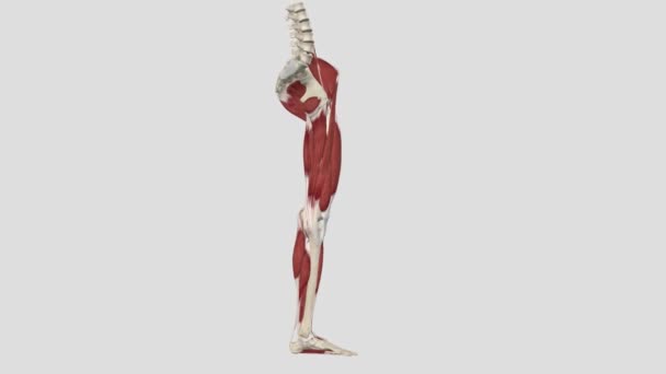 下肢肌肉 — 图库视频影像
