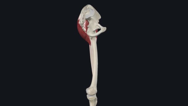 颈动脉道 Iliotibial Tract Itb 是在髋部附近形成的一条厚厚的筋膜带 — 图库视频影像