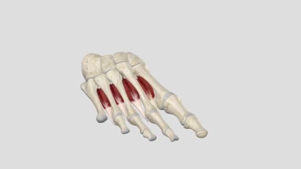 足部的第一个背侧骨间肌 — 图库视频影像