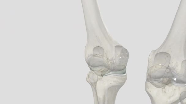 骨は膝の軟骨の2つのタイプによって保護され クッションされます 関節軟骨およびメニスカス軟骨 — ストック動画
