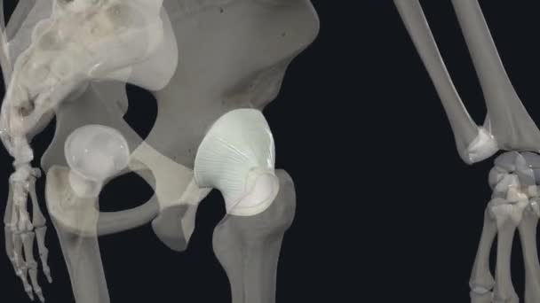 关节囊 又称关节囊 是一种充满液体的纤维结构 围绕着身体的滑膜关节 — 图库视频影像