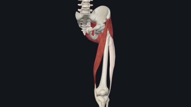 Sartorius Hem Kalça Hem Diz Eklemlerini Kaplayan Vücuttaki Uzun Kasdır — Stok video
