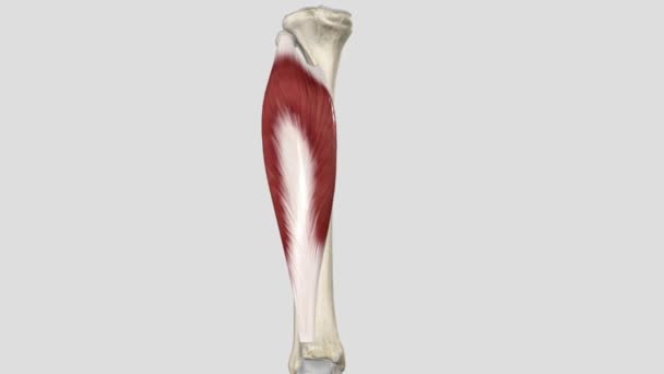 人間と他の哺乳類 ソーラスは下足の後部に強力な筋肉です カルフ — ストック動画