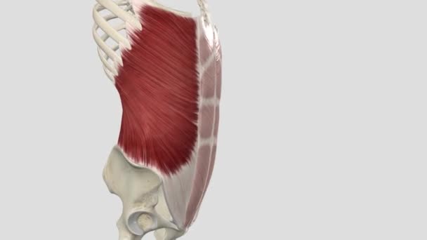 腹部肌肉有许多重要的功能 从固定器官到在运动时支持身体 — 图库视频影像