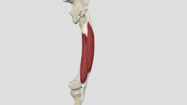 股骨四角肌 髋关节侧向旋转 — 图库视频影像