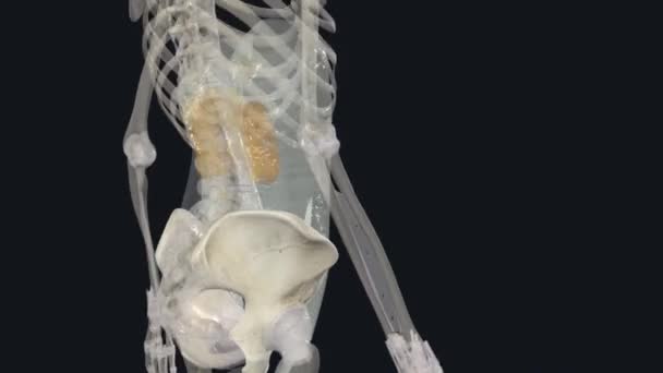 上腹筋膜 内腹筋膜 可能是盖过腹腔的筋膜 — 图库视频影像