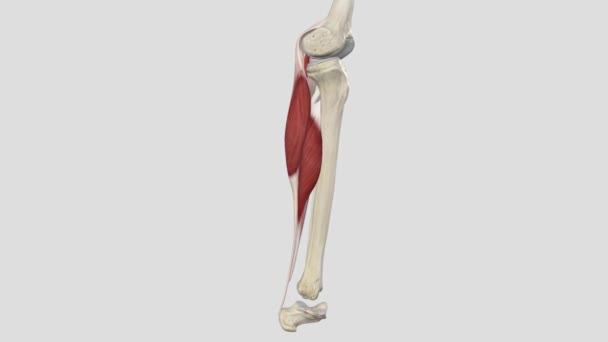 Der Muskel Trizeps Surae Ist Ein Dreiköpfiger Muskel Hinteren Bereich — Stockvideo