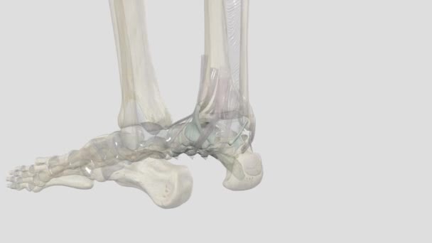 Міжметаметричні Єднання Артикуляціями Утворюються Між Метатарними Кістками Стабілізуються Міжметатарними Міжкістковими — стокове відео