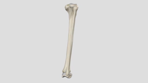 Bacağın Interosseöz Zarına Ayrıca Orta Tibiyofibular Bağ Dokusu Denir — Stok video