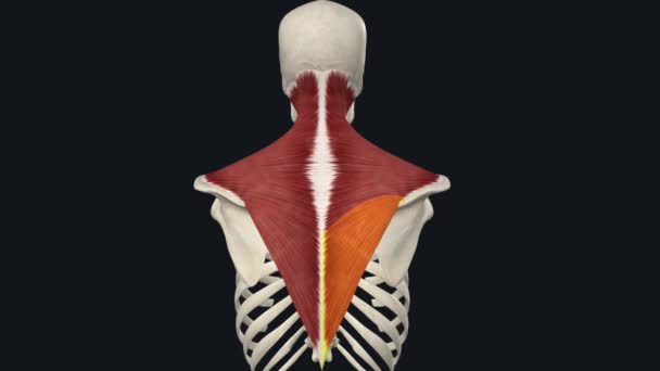 Trapezius Cervical Spine Extension Hyperextension — Stock Video