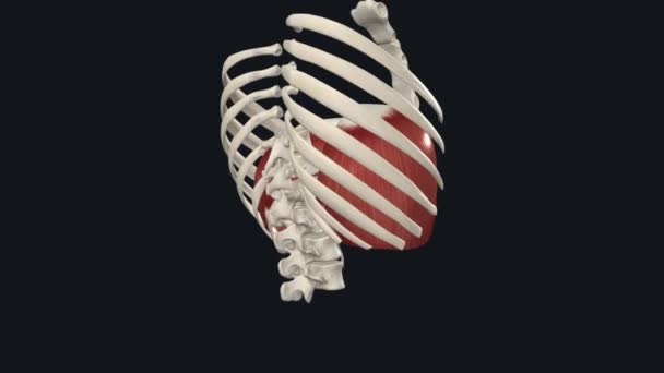 Diafragma Músculo Que Ajuda Inalar Expirar Respirar Dentro Fora — Vídeo de Stock