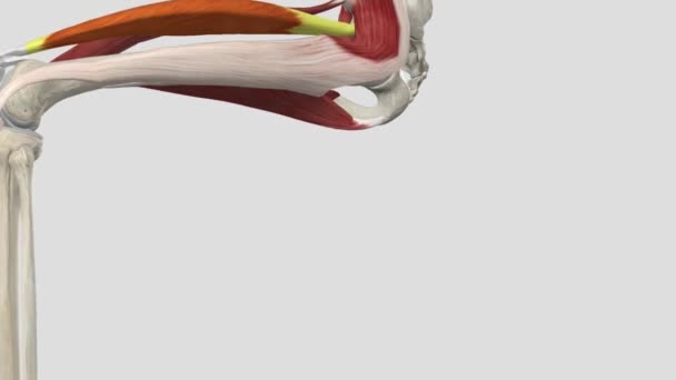女性直肠 髋关节柔韧 — 图库视频影像