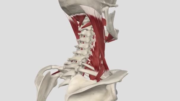 首の筋肉は首の領域をカバーする筋肉です — ストック動画