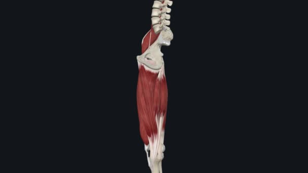 大腿前房的肌肉 — 图库视频影像