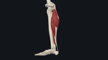 Soleus: Soleus kası da plantar flexion 'da önemli bir rol oynar